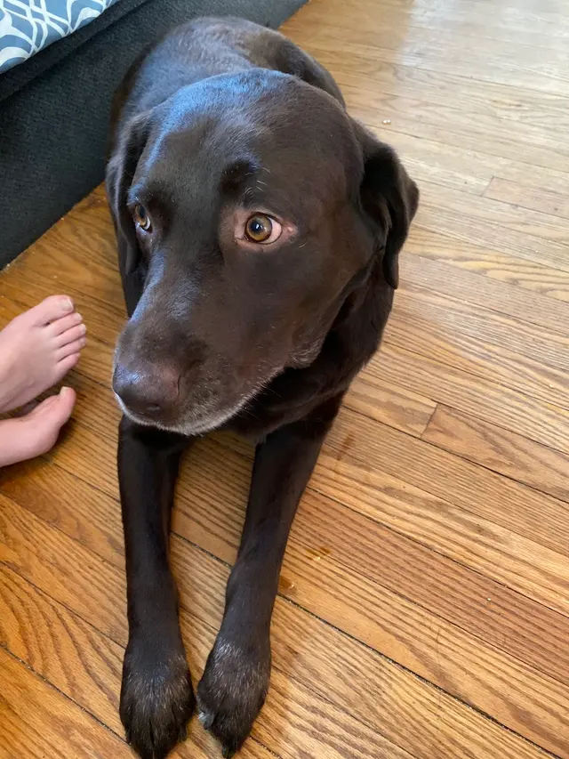 Kanawha Boulevard Animal Hospital — customer photo 6