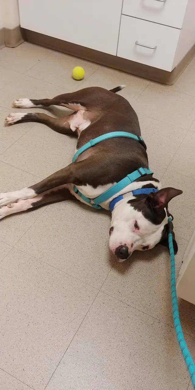 Kanawha Boulevard Animal Hospital — customer photo 5