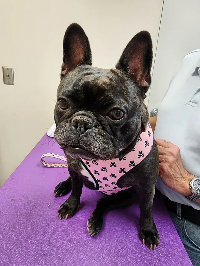 Kanawha Boulevard Animal Hospital — customer photo 8