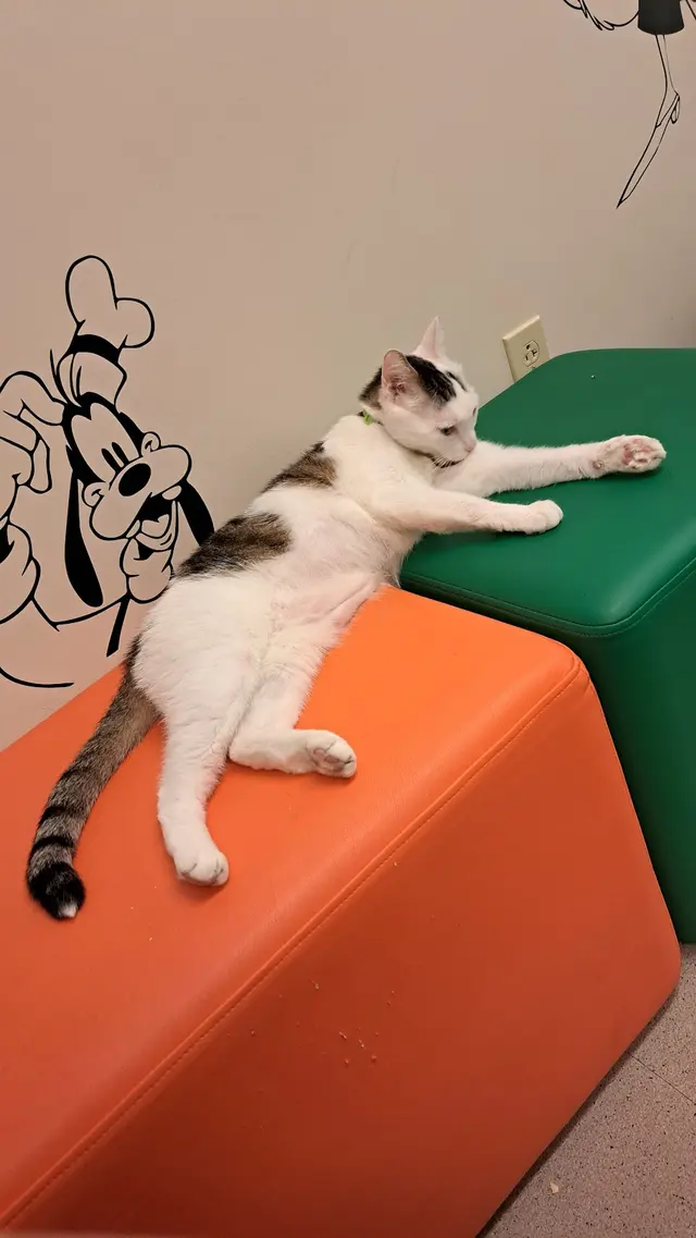Kanawha Boulevard Animal Hospital — customer photo 3