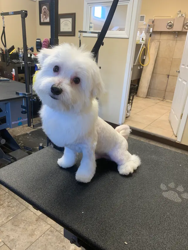 Kanawha Boulevard Animal Hospital — customer photo 9