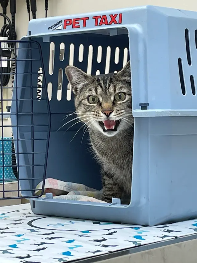 Kanawha Boulevard Animal Hospital — customer photo 7