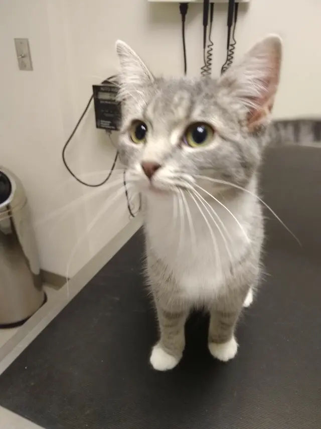 Kanawha Boulevard Animal Hospital — customer photo 10