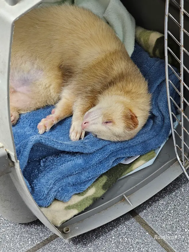 Animal Care Associates, Inc. — customer photo 3