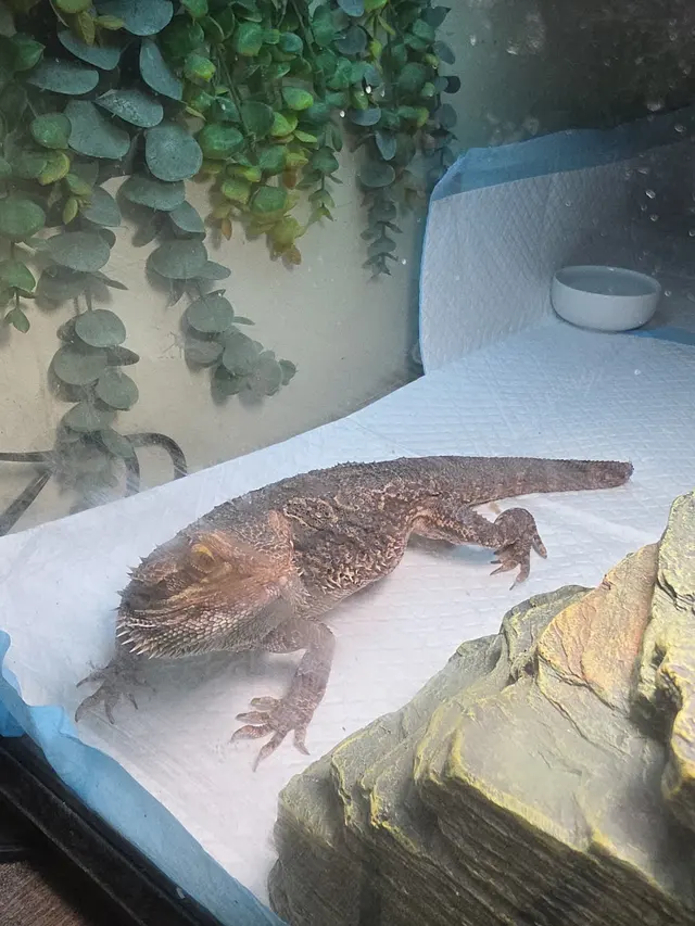 Animal Care Associates, Inc. — customer photo 4
