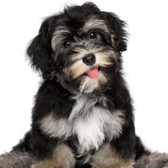 Animal Care Associates, Inc. — photo from the business 12