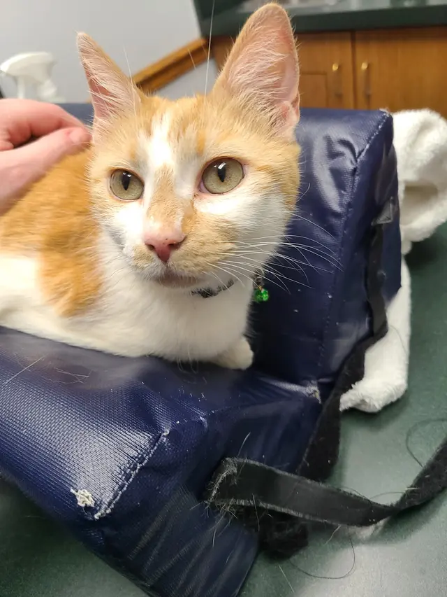 Animal Care Associates, Inc. — customer photo 8