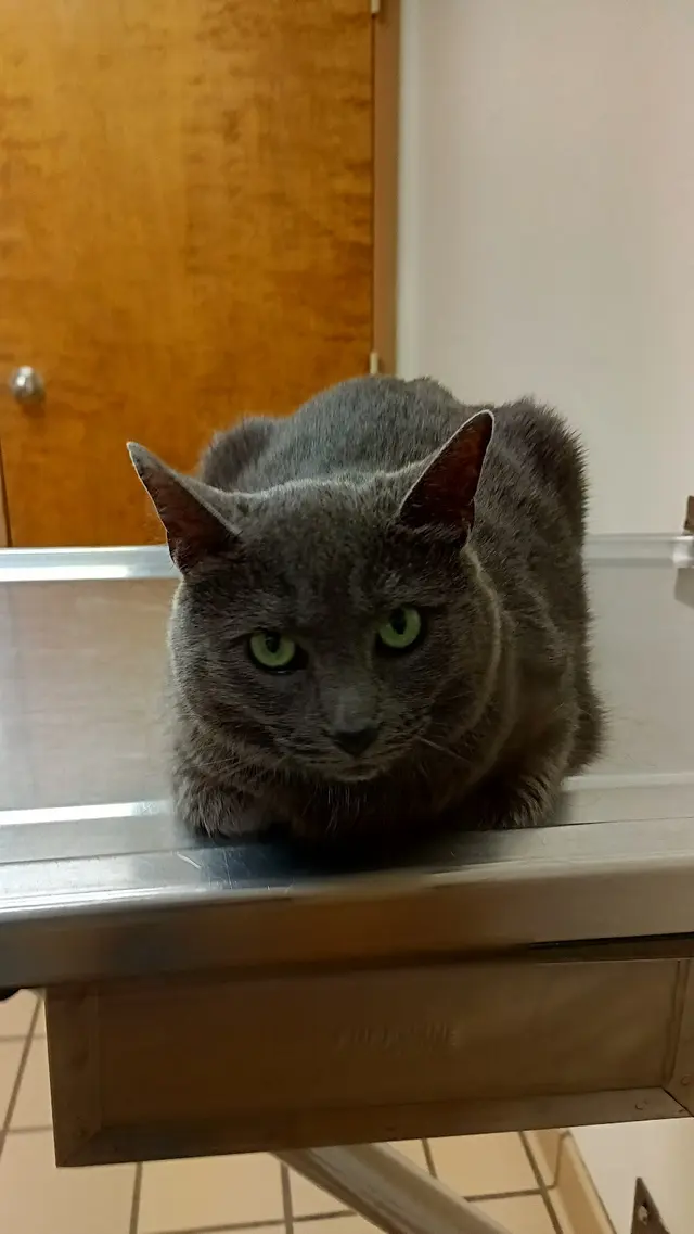 Elk Valley Veterinary Hospital — customer photo 8