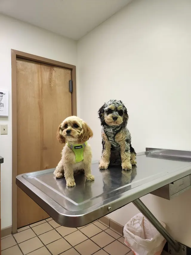 Elk Valley Veterinary Hospital — customer photo 5