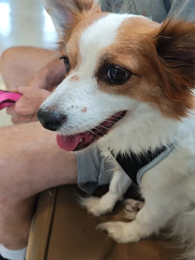 Oak Hill Animal Hospital — customer photo 7