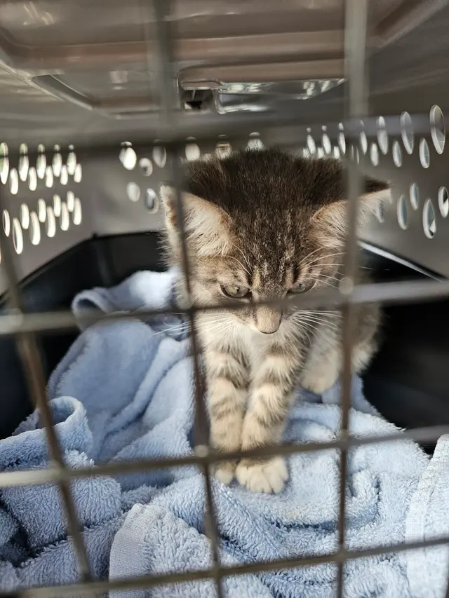 Oak Hill Animal Hospital — customer photo 4