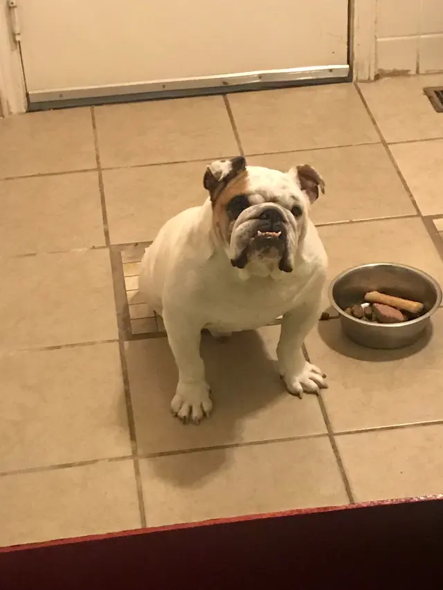 Oak Hill Animal Hospital — customer photo 3
