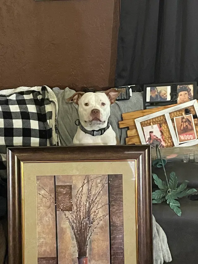 Oak Hill Animal Hospital — customer photo 10