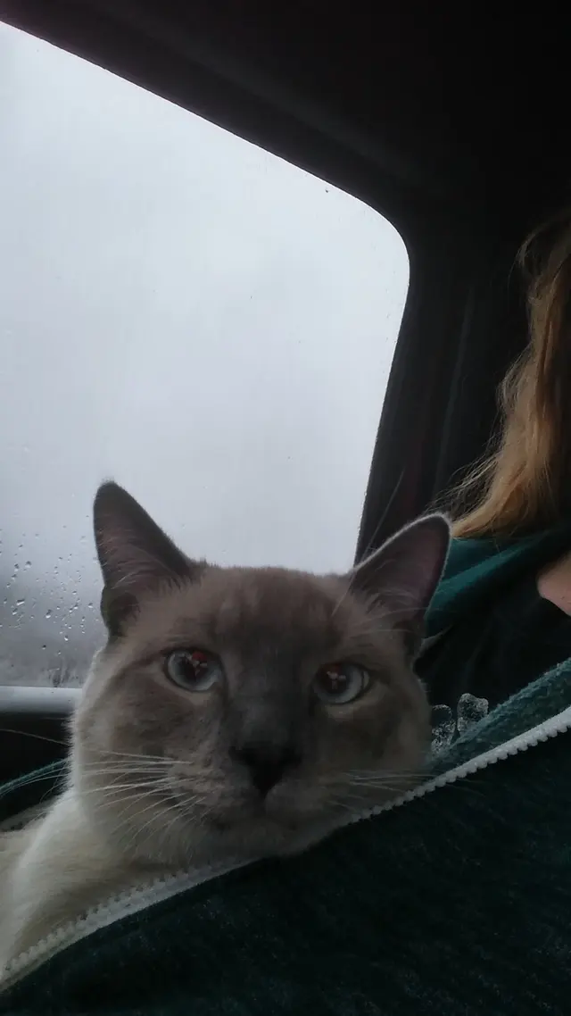 Oak Hill Animal Hospital — customer photo 9