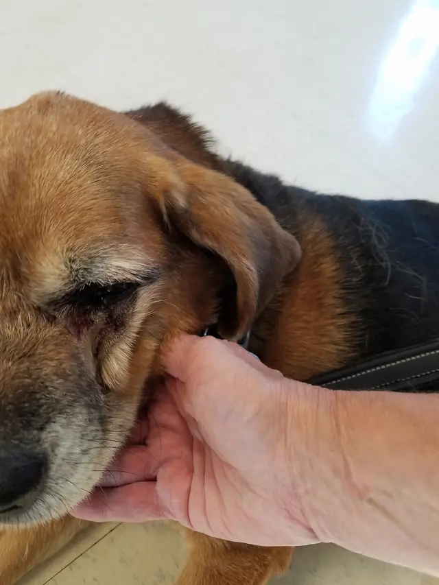 Oak Hill Animal Hospital — customer photo 8