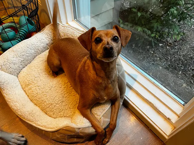 Doggy Strides — photo from the business 5