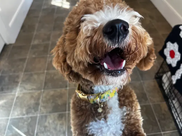 Doggy Strides — photo from the business 9