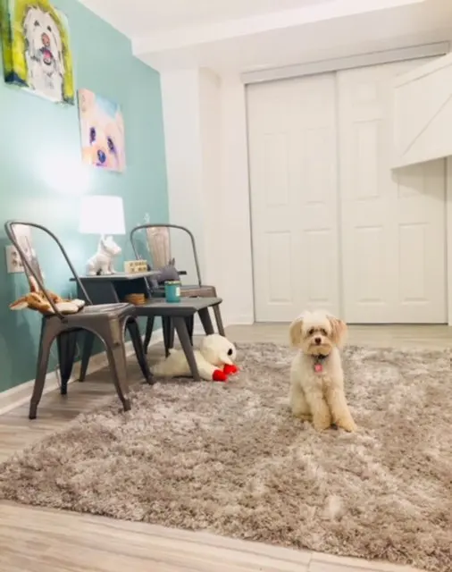 Doggy Strides — photo from the business 4