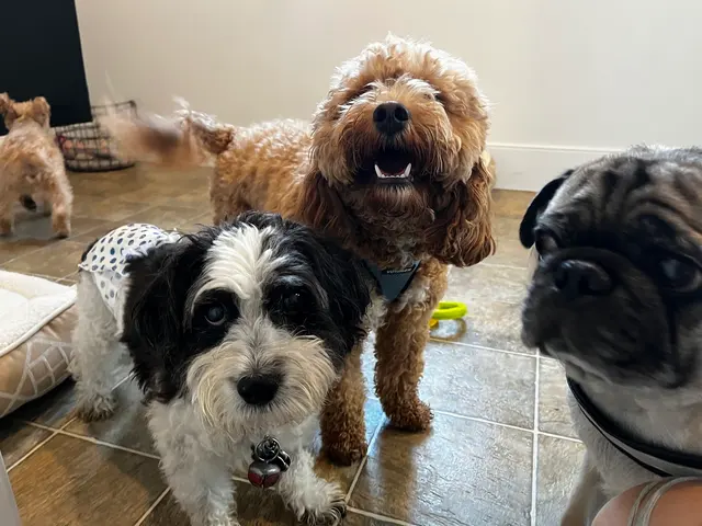 Doggy Strides — photo from the business 2