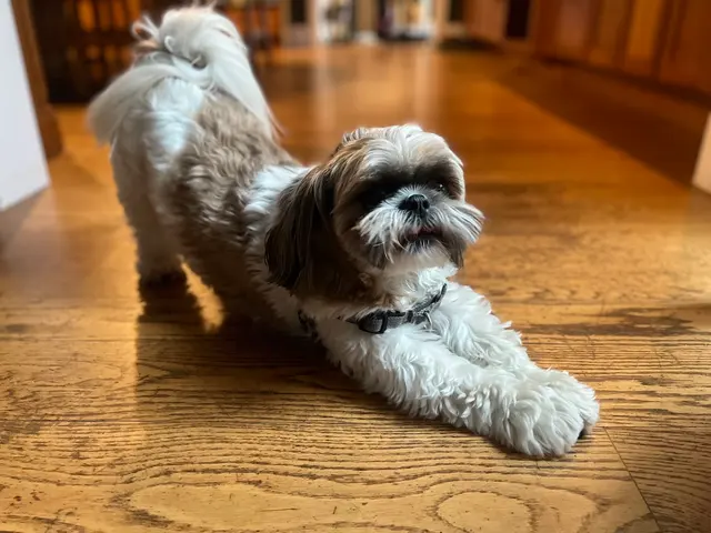 Doggy Strides — photo from the business 12