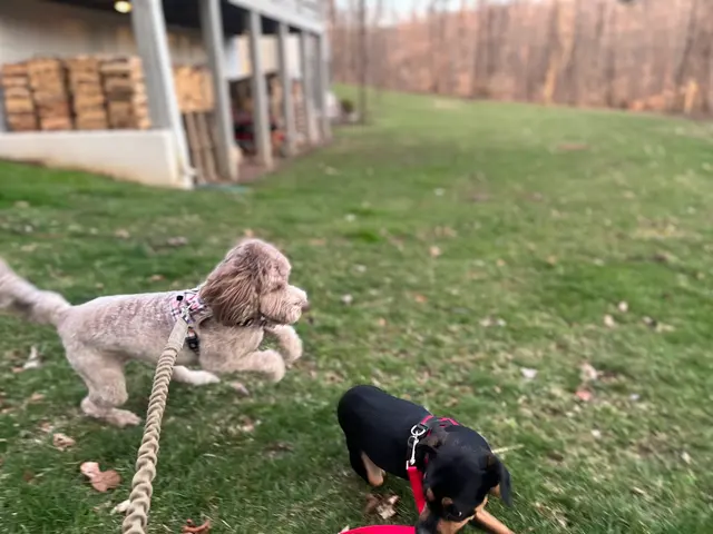 Doggy Strides — photo from the business 6