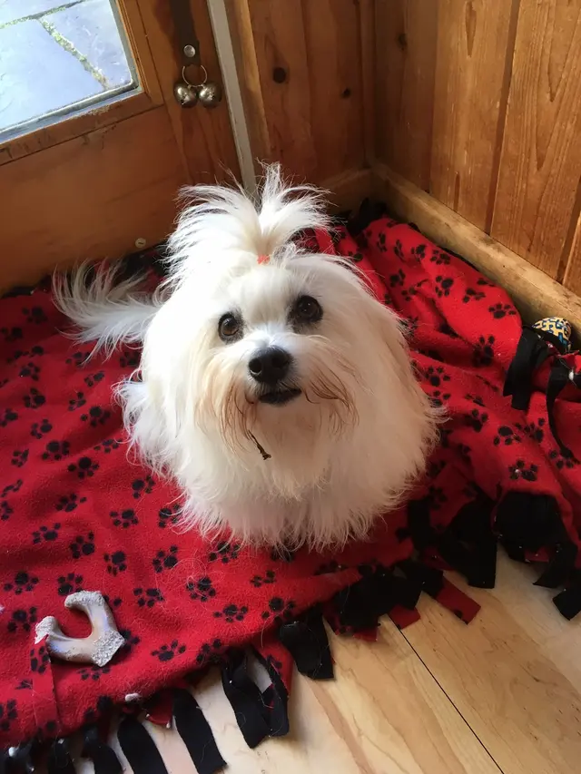 Dees Pet Sitting — customer photo 7