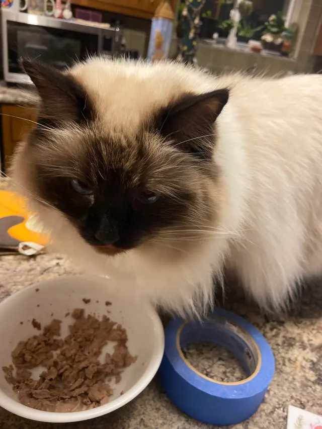 Dees Pet Sitting — customer photo 1