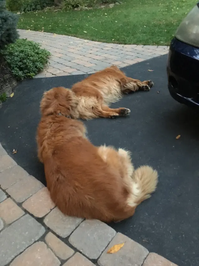 Dees Pet Sitting — customer photo 6