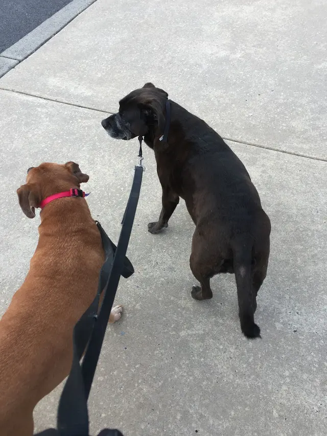 Dees Pet Sitting — customer photo 11