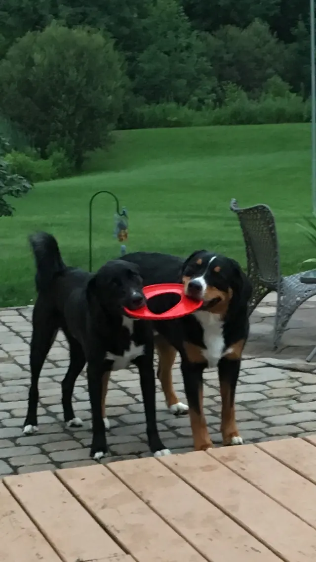 Dees Pet Sitting — customer photo 10