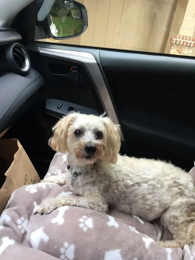 Dees Pet Sitting — customer photo 9