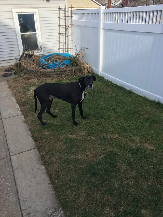 Dees Pet Sitting — customer photo 3