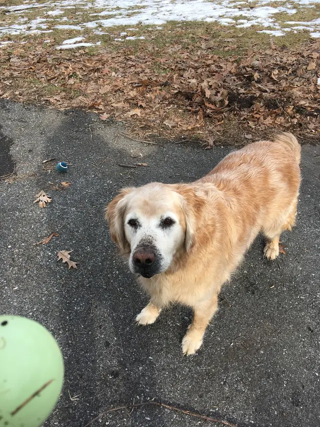 Dees Pet Sitting — customer photo 2