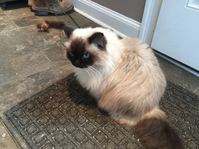 Dees Pet Sitting — customer photo 4
