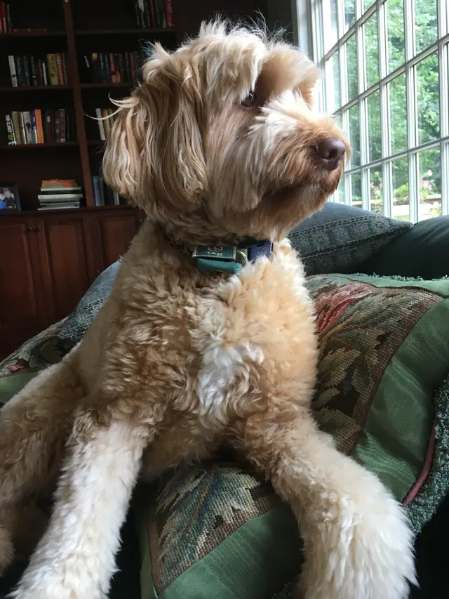 Dees Pet Sitting — customer photo 8