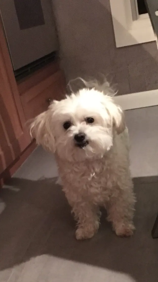Dees Pet Sitting — customer photo 5