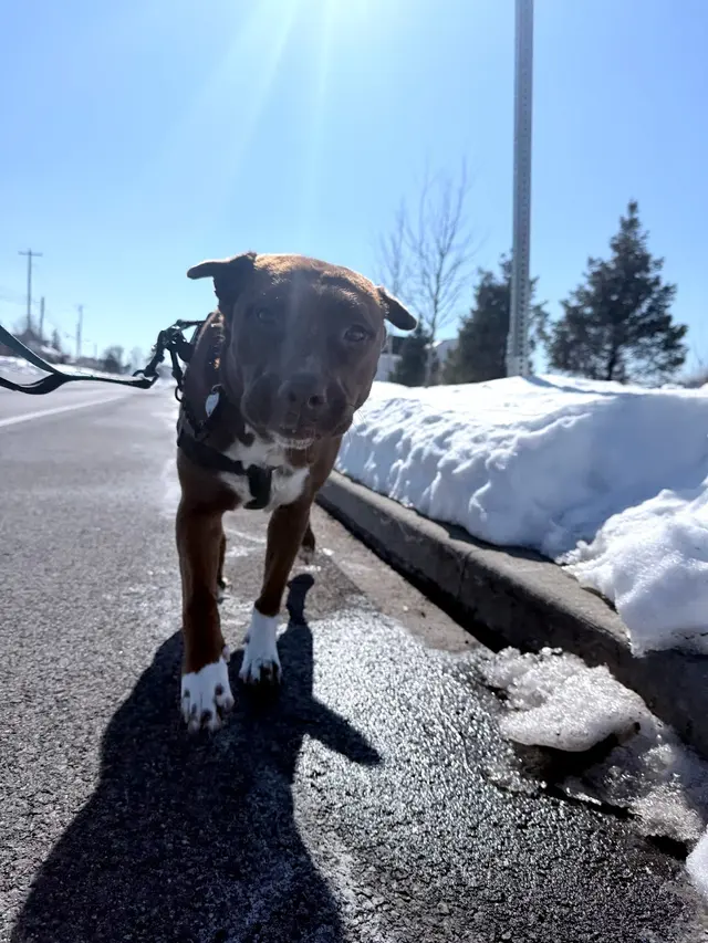 Customer photo of work by Dorney Dog Walk, from Kayla Jardine's review
