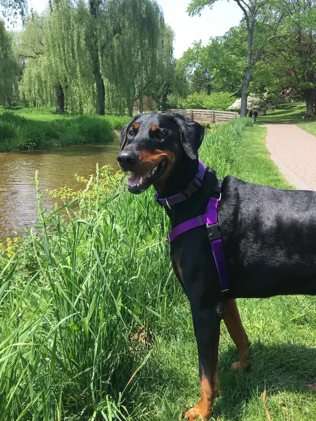 Dorney Dog Walk — photo from the business 6