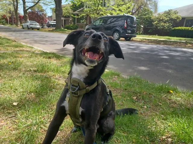 Dorney Dog Walk — customer photo 9
