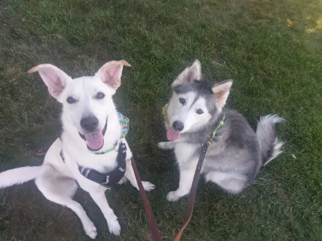 Dorney Dog Walk — photo from the business 11