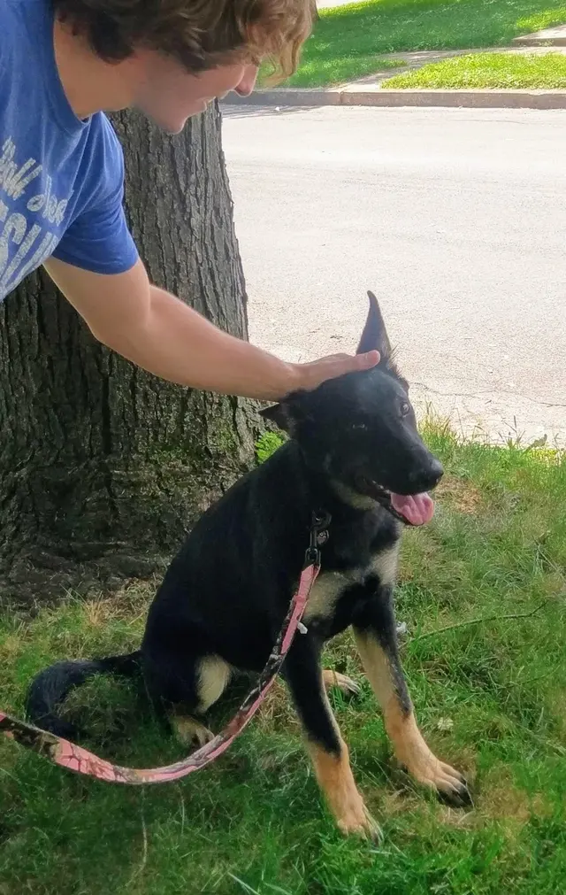 Dorney Dog Walk — photo from the business 4