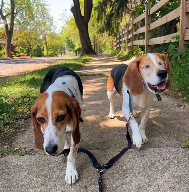 Customer photo of work by Dorney Dog Walk, from Clearnce W.'s review