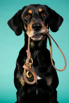 Dorney Dog Walk — photo from the business 8