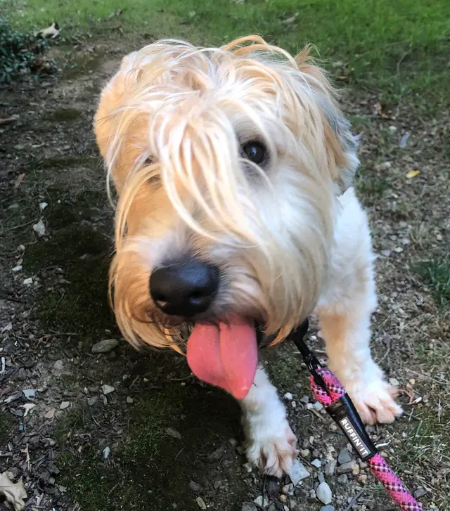 Dorney Dog Walk — photo from the business 3