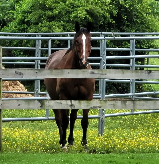 Gemini Pet Services — photo from the business 2