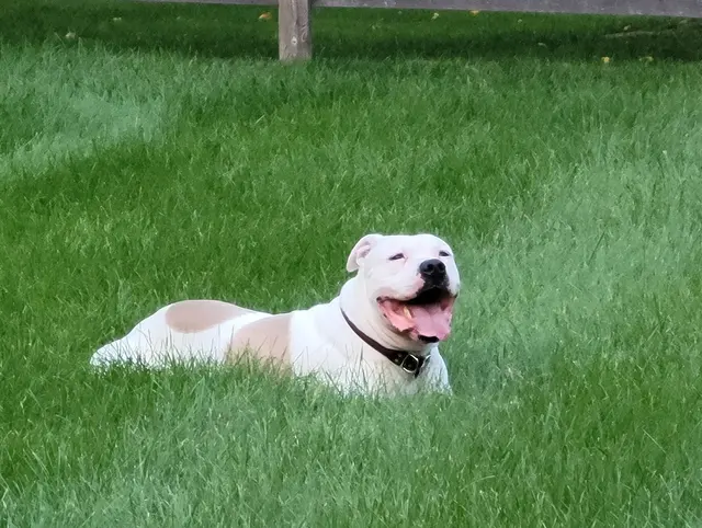 Gemini Pet Services — photo from the business 7