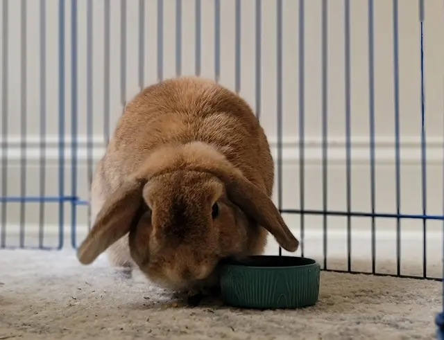 Gemini Pet Services — photo from the business 5