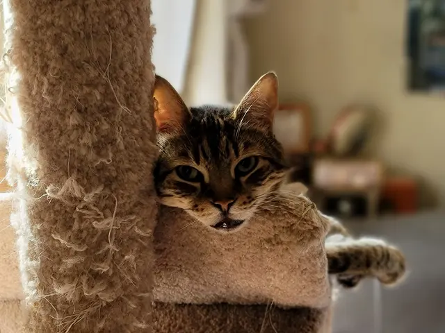 Gemini Pet Services — photo from the business 6