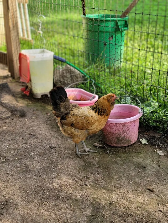 Gemini Pet Services — photo from the business 8