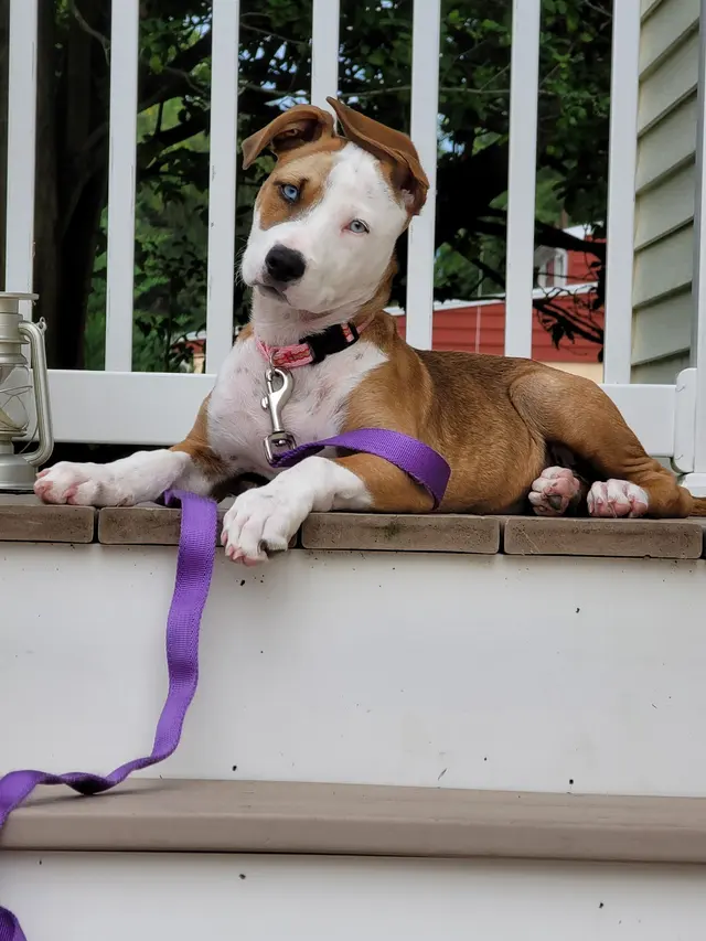 Gemini Pet Services — photo from the business 9